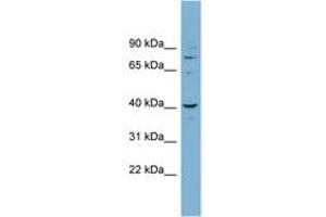 Image no. 1 for anti-Cancer Susceptibility Candidate 3 (CASC3) (N-Term) antibody (ABIN6742086) (CASC3 antibody  (N-Term))