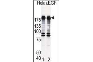 Western blot analysis of EGFR (arrow) in Hela cell lysates, either induced (Lane 1) or noninduced with EGF (Lane 2). (EGFR antibody  (AA 1048-1077))