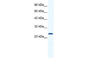 CACNG6 antibody used at 1.