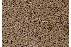 ABIN6279049 at 1/100 staining Mouse liver tissue by IHC-P. (RPL4 antibody  (Internal Region))