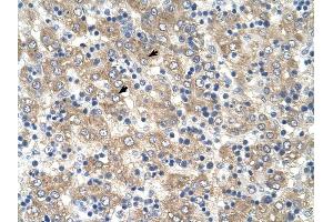Tetraspanin 32 antibody was used for immunohistochemistry at a concentration of 4-8 ug/ml to stain Hepatocytes (arrows) in Human Liver. (TSPAN32 antibody  (Middle Region))