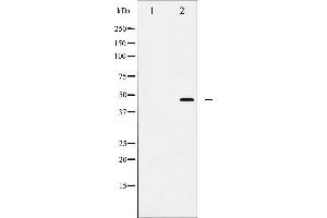 Western blot analysis of FOXP3 expression in A549 cells. (FOXP3 antibody  (C-Term))