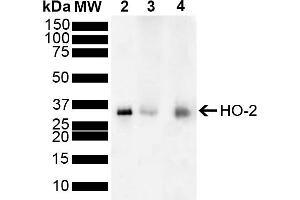 Western blot analysis of Mouse, Rat Brain showing detection of ~36 kDa HO-2 protein using Rabbit Anti-HO-2 Polyclonal Antibody (ABIN5696131). (HMOX2 antibody  (FITC))