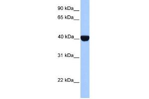 WB Suggested Anti-CSNK2A2 Antibody Titration: 0.