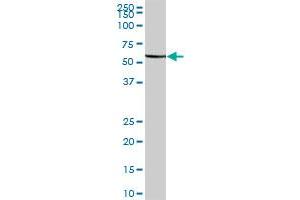 FARSLA MaxPab polyclonal antibody. (Phenylalanyl-tRNA Synthetase, alpha Subunit (FARSA) (AA 1-508) antibody)