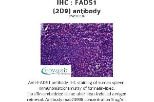 Image no. 1 for anti-Fatty Acid Desaturase 1 (FADS1) (AA 1-100) antibody (ABIN1723847) (FADS1 antibody  (AA 1-100))