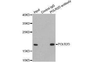 Immunoprecipitation analysis of 200ug extracts of HepG2 cells using 1ug POLR2D antibody. (POLR2D antibody)