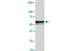 Western blot analysis of Jurkat cell lysate with NAP1L1 polyclonal antibody  at 1:1000 dilution.