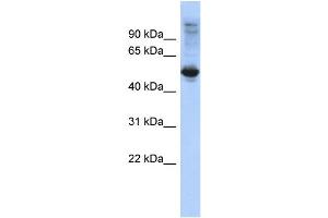 WB Suggested Anti-FBXL16 Antibody Titration: 0. (FBXL16 antibody  (Middle Region))
