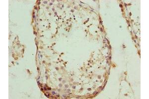 Immunohistochemistry of paraffin-embedded human testis tissue using ABIN7162014 at dilution of 1:100