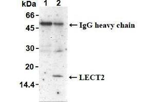 Western Blotting (WB) image for anti-Leukocyte Cell-Derived Chemotaxin 2 (LECT2) antibody (ABIN1108032)