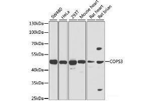 Western blot analysis of extracts of various cell lines using COPS3 Polyclonal Antibody at dilution of 1:1000.