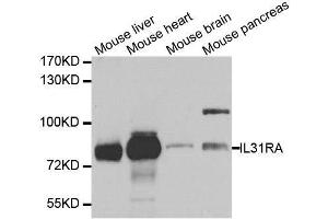 Western blot analysis of extracts of various cell lines, using IL31RA antibody. (IL31RA antibody  (AA 1-300))