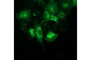 Anti-BECN1 mouse monoclonal antibody (ABIN2454304) immunofluorescent staining of COS7 cells transiently transfected by pCMV6-ENTRY BECN1 (RC201629). (Beclin 1 antibody)