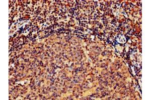 IHC image of ABIN7154415 diluted at 1:800 and staining in paraffin-embedded human tonsil tissue performed on a Leica BondTM system. (GZMB antibody  (AA 21-247))