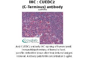 Image no. 1 for anti-CUE Domain Containing 2 (CUEDC2) (C-Term) antibody (ABIN1733372) (CUEDC2 antibody  (C-Term))