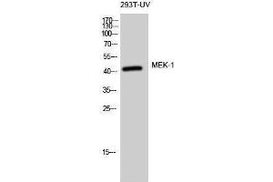 Western Blotting (WB) image for anti-Mitogen-Activated Protein Kinase Kinase 1 (MAP2K1) (Thr369) antibody (ABIN3185521) (MEK1 antibody  (Thr369))