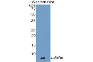Western Blotting (WB) image for anti-Epidermal Growth Factor (EGF) (AA 971-1023) antibody (ABIN1858692) (EGF antibody  (AA 971-1023))