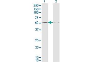 Western Blot analysis of DUSP5 expression in transfected 293T cell line by DUSP5 monoclonal antibody (M04), clone 2F3. (DUSP5 antibody  (AA 286-384))