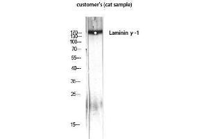 Western Blotting (WB) image for anti-Laminin, gamma 1 (LAMC1) (C-Term) antibody (ABIN3175815) (Laminin gamma 1 antibody  (C-Term))