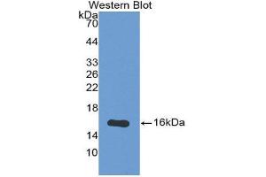 Western Blotting (WB) image for anti-Osteoglycin (OGN) (AA 180-298) antibody (ABIN1175799)