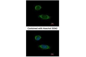 ICC/IF Image Immunofluorescence analysis of methanol-fixed HeLa, using Caspase 1 alpha, antibody at 1:500 dilution. (Caspase 1 antibody)