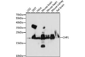 Western blot analysis of extracts of various cell lines, using CHP1 antibody (ABIN7266008) at 1:1000 dilution.