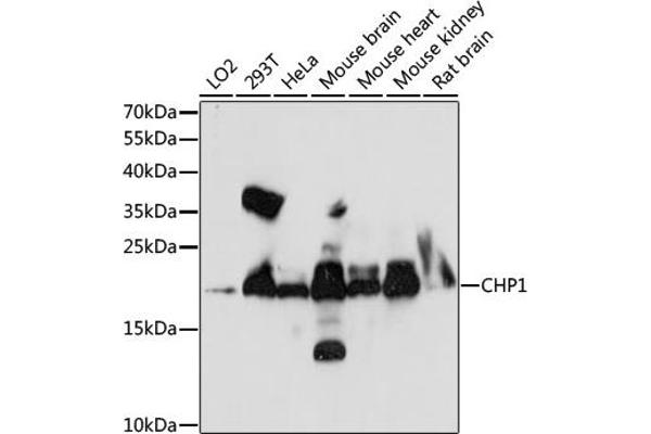 CHP anticorps  (AA 1-195)