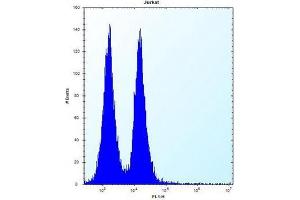 Flow cytometric analysis of Jurkat cells using MAFB Antibody (C-term) Cat. (MAFB antibody  (C-Term))