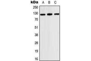 Western blot analysis of JAK2 expression in HEK293T (A), SP2/0 (B), H9C2 (C) whole cell lysates.