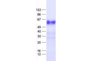Validation with Western Blot (ZNF70 Protein (His tag))