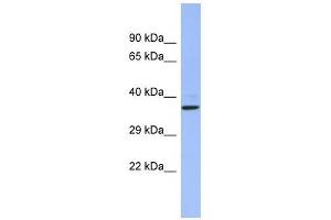 CHRFAM7A antibody used at 1 ug/ml to detect target protein. (CHRFAM7A antibody  (Middle Region))