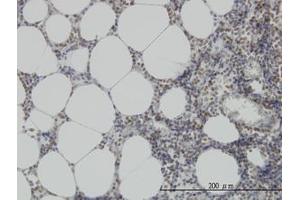 Image no. 3 for anti-N-Methylpurine-DNA Glycosylase (MPG) (AA 1-90) antibody (ABIN598819) (MPG antibody  (AA 1-90))