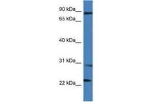Image no. 1 for anti-Melanoma Inhibitory Activity Protein 2 (MIA2) (AA 509-558) antibody (ABIN6746900) (MIA2 antibody  (AA 509-558))