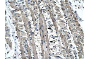 Image no. 1 for anti-Kinesin Family Member 5B (KIF5B) (AA 694-743) antibody (ABIN6736277) (KIF5B antibody  (AA 694-743))