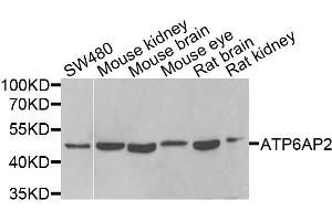 Western blot analysis of extracts of various cells, using ATP6AP2 antibody. (ATP6AP2 antibody)