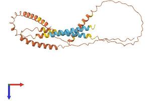 Cerebellar Degeneration-Related Protein 1, 34kDa (CDR1) (AA 1-262) protein (His tag)