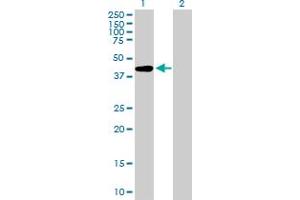 Western Blot analysis of AFF4 expression in transfected 293T cell line by AFF4 MaxPab polyclonal antibody. (AFF4 antibody  (AA 1-365))