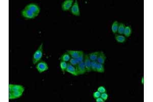 Immunofluorescence (IF) image for anti-Glucose-6-Phosphate Isomerase (GPI) (AA 2-554) antibody (ABIN7153928)