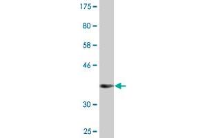 Western Blot detection against Immunogen (36. (CRTC2 antibody  (AA 595-693))