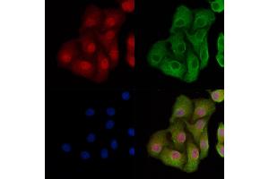 ABIN7093770 and ABIN7097811 staining Hela cells by IF/ICC. (p53 antibody)