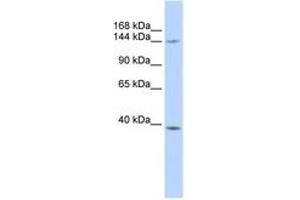 Image no. 1 for anti-Structural Maintenance of Chromosomes 4 (SMC4) (AA 1080-1129) antibody (ABIN6743409) (SMC4 antibody  (AA 1080-1129))