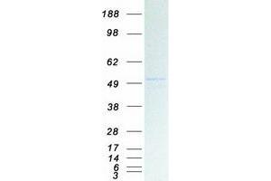 Validation with Western Blot (KCNJ5 Protein (Myc-DYKDDDDK Tag))