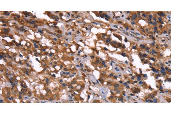 GREB1 antibody