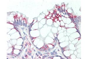 Anti-RPL8 / L8 antibody IHC staining of human colon. (RPL8 antibody  (C-Term))