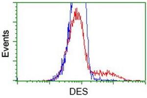 HEK293T cells transfected with either RC205685 overexpress plasmid (Red) or empty vector control plasmid (Blue) were immunostained by anti-DES antibody (ABIN2454157), and then analyzed by flow cytometry. (Desmin antibody  (AA 104-391))