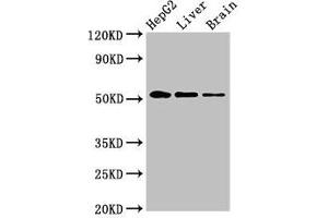 Western Blot Positive WB detected in: HepG2 whole cell lysate, Rat liver tissue, Rat brain tissue All lanes: EGR2 antibody at 3. (EGR2 antibody  (AA 42-245))