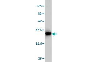 Western Blot detection against Immunogen (36. (MVD antibody  (AA 301-398))