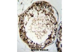 TSSK4 Antibody (C-term) immunohistochemistry analysis in formalin fixed and paraffin embedded human testis tissue followed by peroxidase conjugation of the secondary antibody and DAB staining. (TSSK4 antibody  (C-Term))
