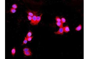 anti-Uracil-DNA Glycosylase (UNG) (AA 96-313) antibody